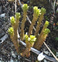 Huperzia australiana. Stems bearing unusually well-developed bulbils in the axils of the leaves. Image: L.R. Perrie © Leon Perrie CC BY-NC 4.0